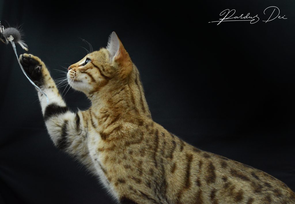 Bengal avec ventre claire