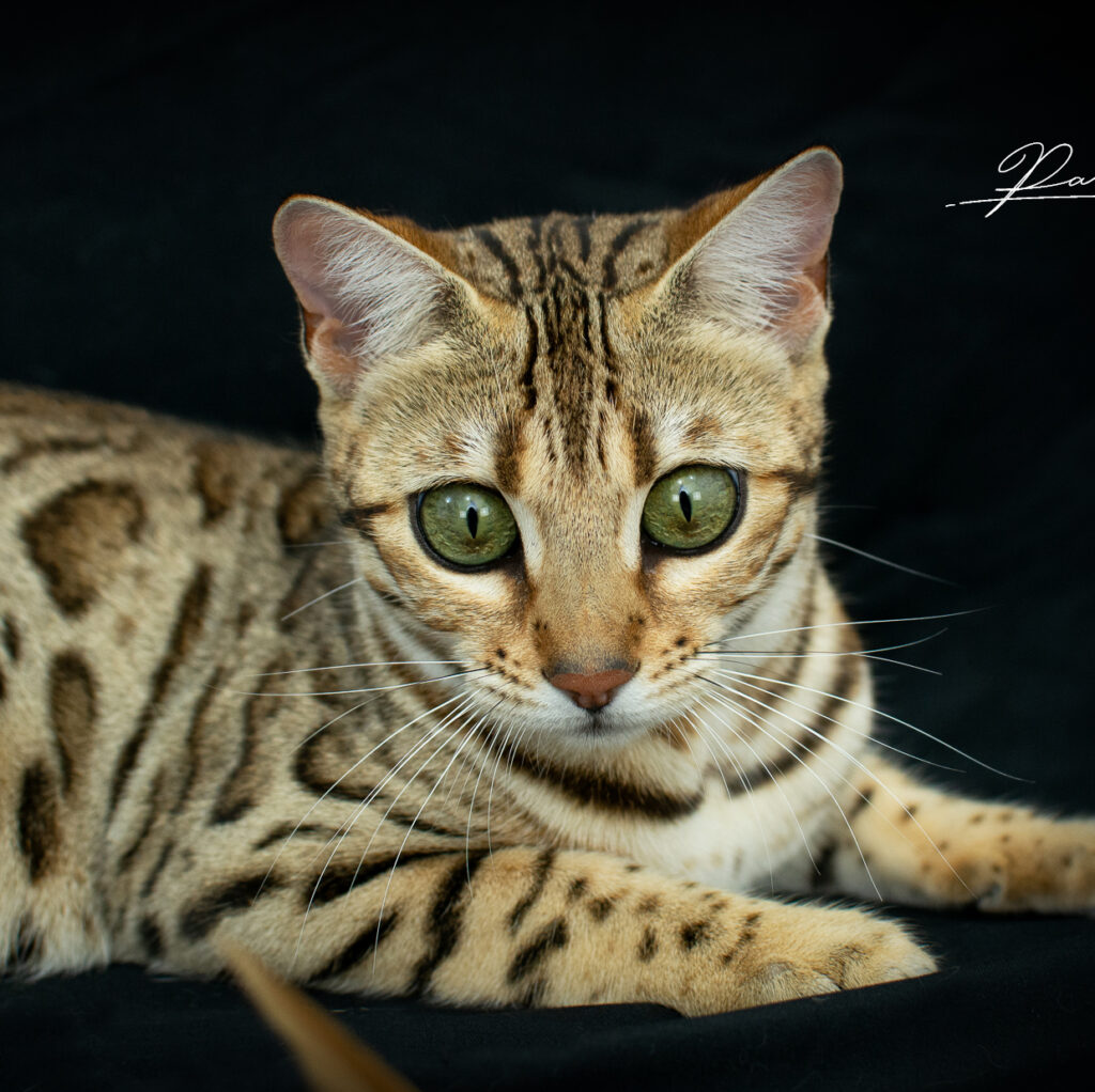Chat Bengal