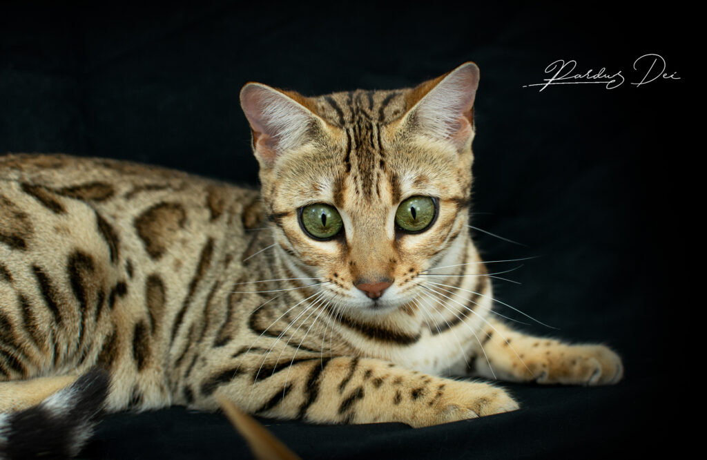 Chat Bengal vu de face