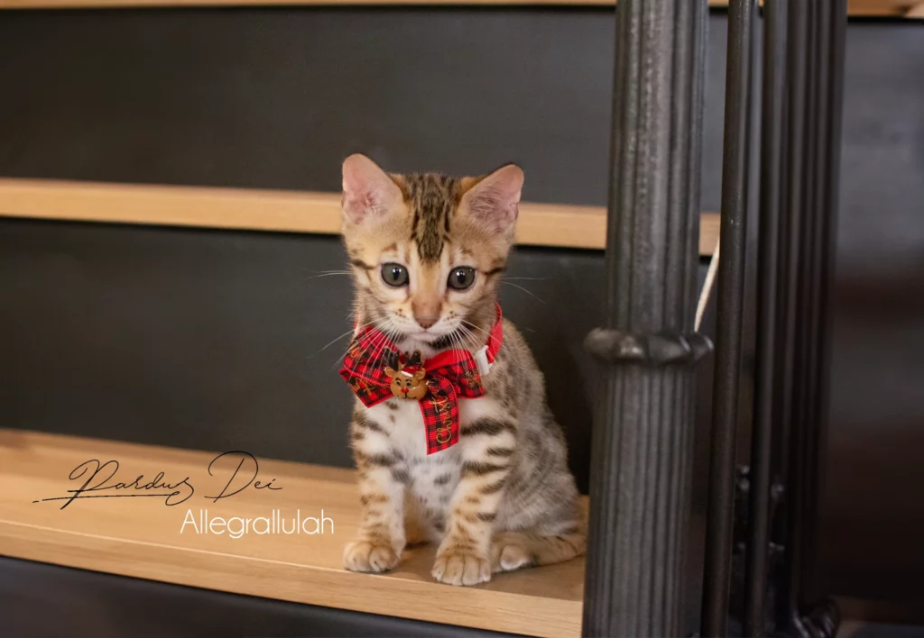 Chat bengal Allegrallulah