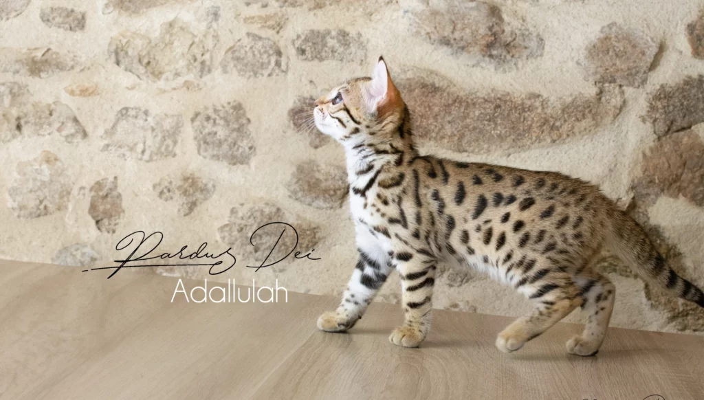Chat bengal Adallulah