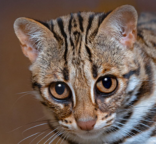 Face Chat Léopard d'Asie