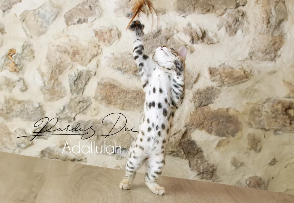 Chat bengal Adallulah