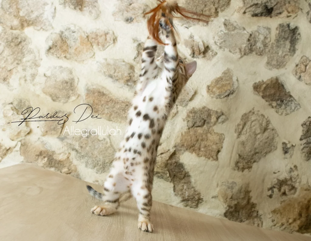 Chat bengal Allegrallulah