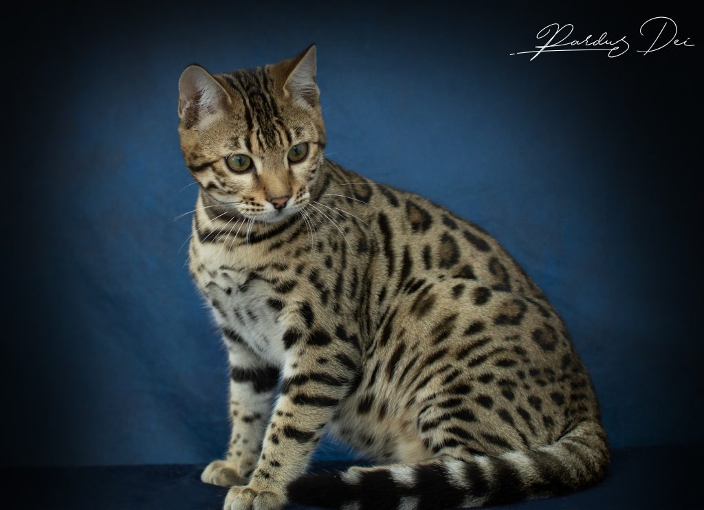 Bengal avec ventre claire