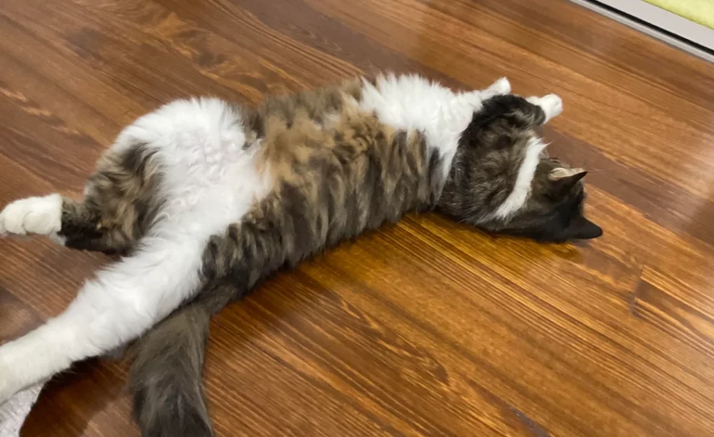 Chat avec marquage et blanc