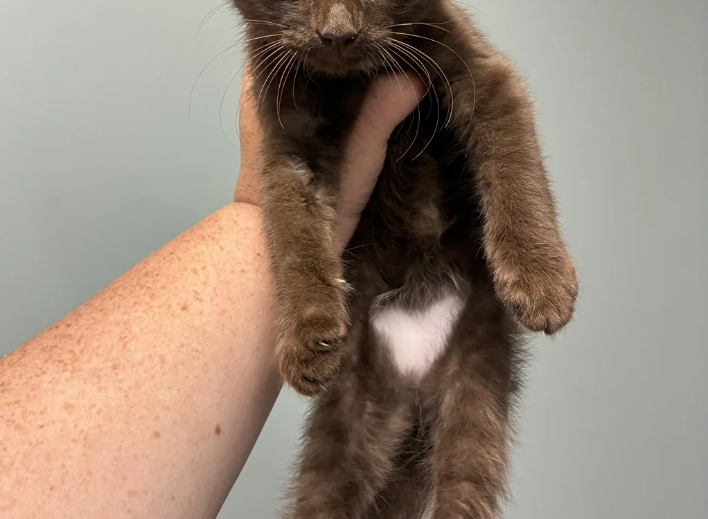 Chat avec médaillon