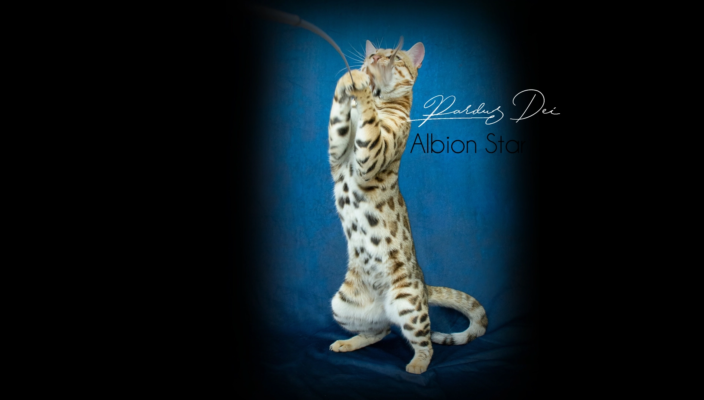 Chat Bengal Brown