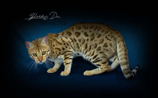 Chat Bengal Brown