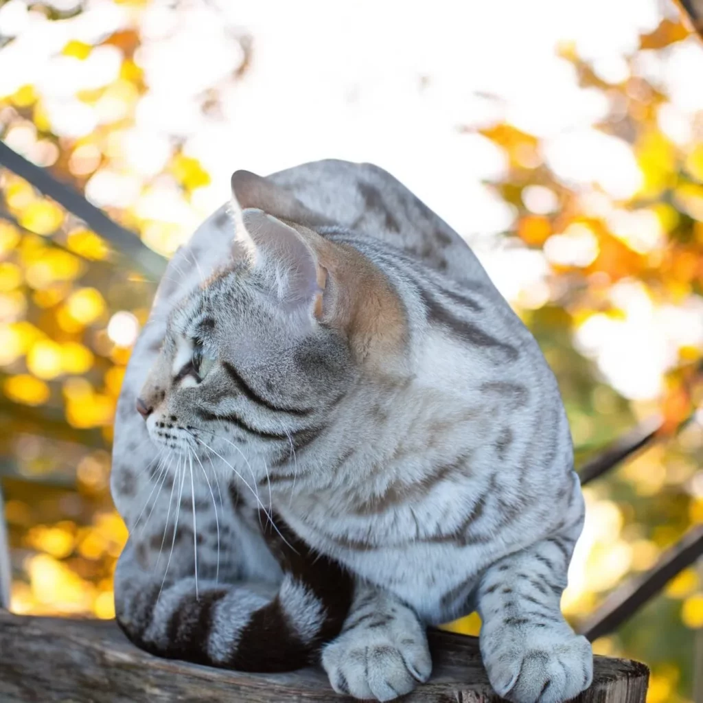 chat bengal mink Dream issus de l'élevagepardus dei près de lyon