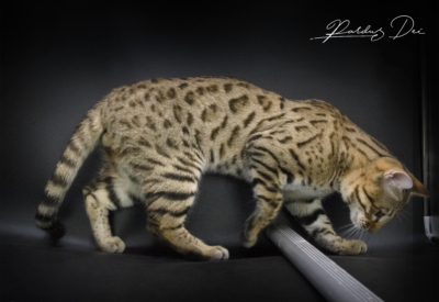Stradivarius chat bengal mâle issus de la chatterie Pardus Dei près de Lyon dans un studio photo sur fond noir debout de coté Stradivarius chat bengal mâle issus de la chatterie Pardus Dei près de Lyon dans un studio photo sur fond noir debout de coté