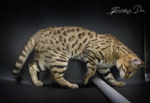Stradivarius chat bengal mâle issus de la chatterie Pardus Dei près de Lyon dans un studio photo sur fond noir debout de coté