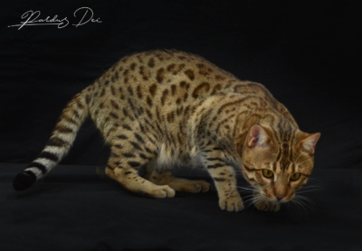 Barney Stinson, chaton Bengal Brown issus de la chatterie Pardus Dei près de Lyon espiègle dans un studio photo noir Barney Stinson, chaton Bengal Brown issus de la chatterie Pardus Dei près de Lyon espiègle dans un studio photo noir