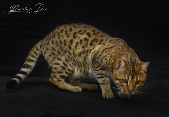 Barney Stinson, chaton Bengal Brown issus de la chatterie Pardus Dei près de Lyon espiègle dans un studio photo noir