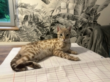 Winter Storm chat bengal de qualité de la chatterie pardus dei