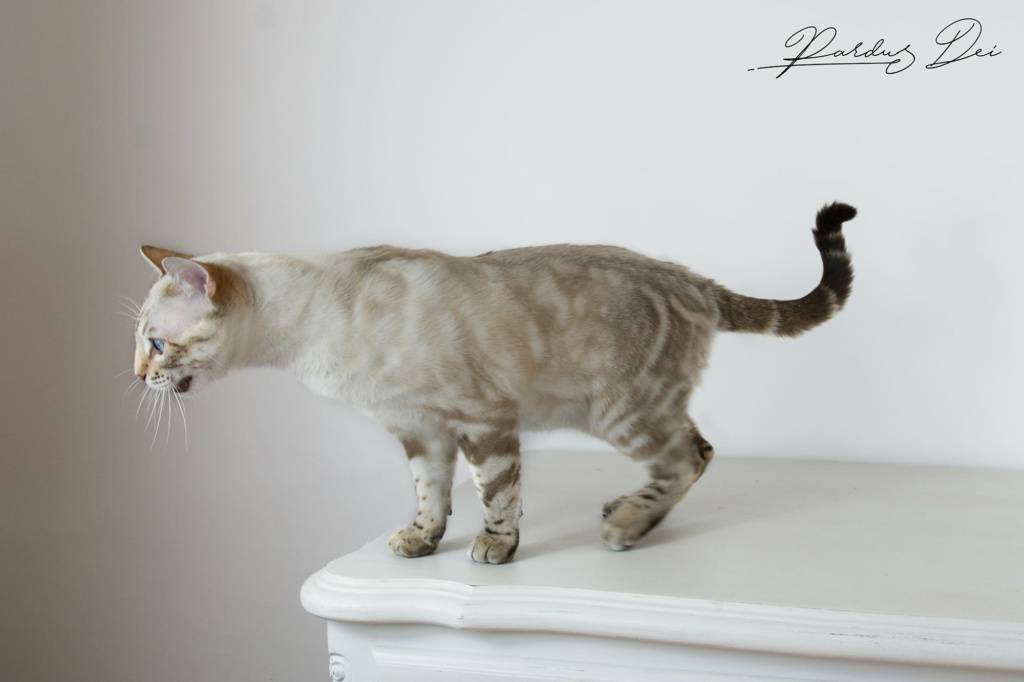 Robocop chat bengal mâle issus de la chatterie Pardus Dei près de Lyon sur une commode