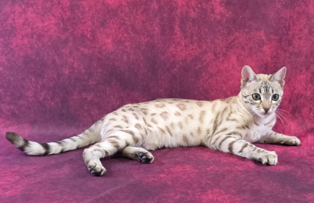 xenallulah chat bengal mink issus de la chatterie pardus dei près de lyon lors d'un shooting photo