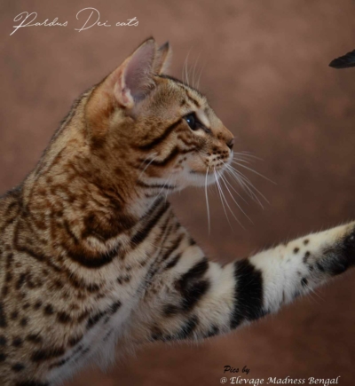 Barney Stinson, chaton Bengal Brown issus de la chatterie Pardus Dei près de Lyon qui joue dans un studio photo marron Barney Stinson, chaton Bengal Brown issus de la chatterie Pardus Dei près de Lyon qui joue dans un studio photo marron