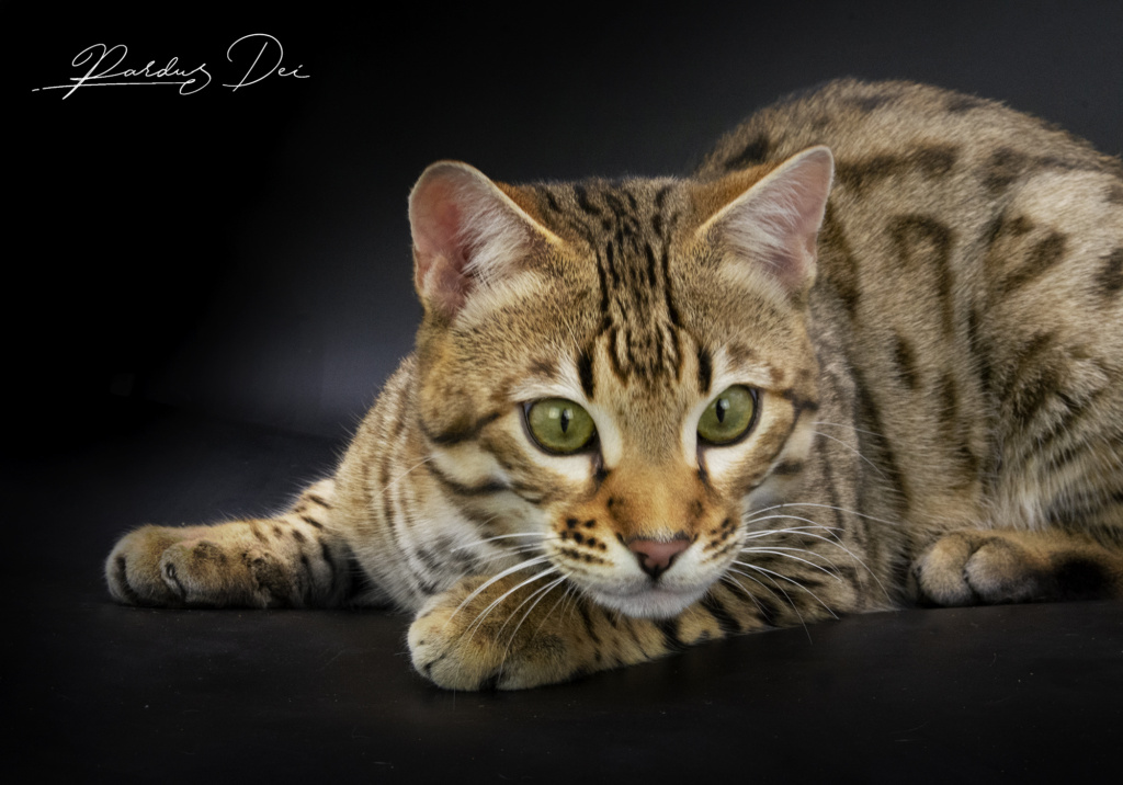 Stradivarius chat bengal mâle issus de la chatterie Pardus Dei près de Lyon dans un studio photo sur fond noir couché de face