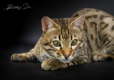 Stradivarius chat bengal mâle issus de la chatterie Pardus Dei près de Lyon dans un studio photo sur fond noir couché de face