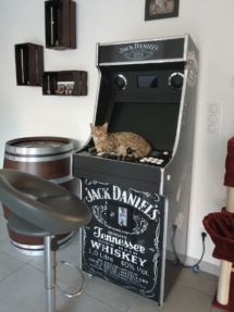 chat bengal snow sepia sur un judbox