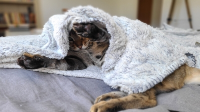 So wild chat bengal brown issus de l'élevage pardus dei près de lyon dans un lit sous un plaid So wild chat bengal brown issus de l'élevage pardus dei près de lyon dans un lit sous un plaid