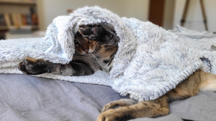 So wild chat bengal brown issus de l'élevage pardus dei près de lyon dans un lit sous un plaid