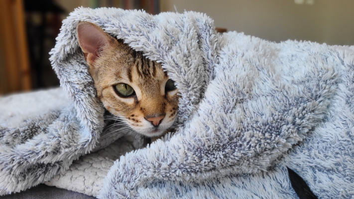 chat bengal brown de la chatterie pardus dei sous un plaid