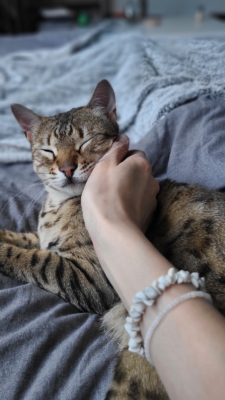 So wild chat bengal brown issus de l'élevage pardus dei près de lyon dans un lit