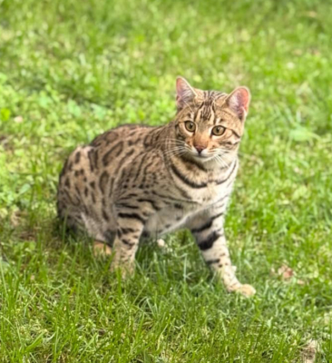 chat bengal brown issus de l'élevage pardus dei dans l'herbe