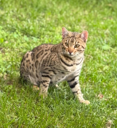 chat bengal brown issus de l'élevage pardus dei dans l'herbe chat bengal brown issus de l'élevage pardus dei dans l'herbe