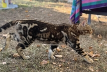 chat bengal brown marble de l'élevage pardus dei