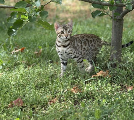 chat bengal brown marble issus de l'élevage pardus dei dans l'herbe sous un arbre