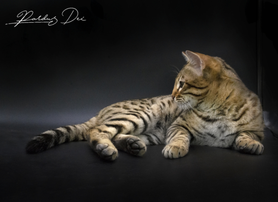 Stradivarius chat bengal mâle issus de la chatterie Pardus Dei près de Lyon dans un studio photo sur fond noir couché de côté avec l'air concentré