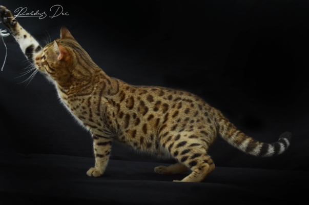 Barney Stinson, chaton Bengal Brown issus de la chatterie Pardus Dei près de Lyon qui joue dans un studio photo noir