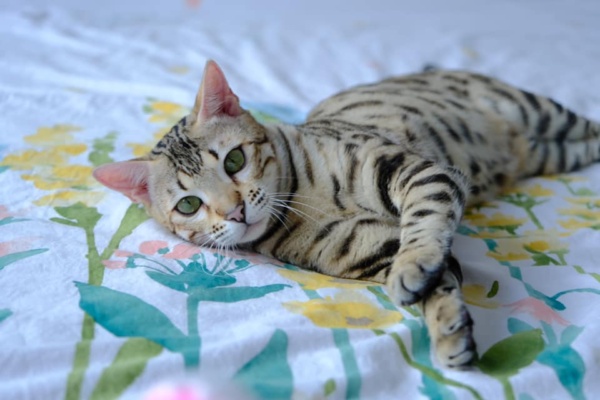 chat bengal brown très mignon de la chatterie pardus dei couché sur un lit