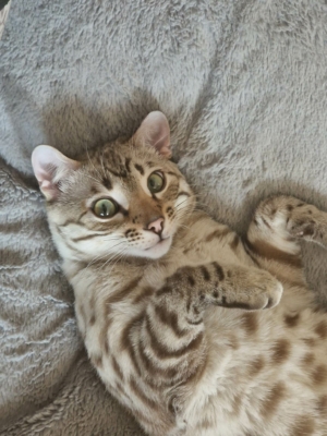 tempete du desert chat bengal snow mink né à la chatterie pardus dei près de lyon sur un lit