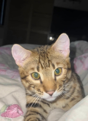 chaton bengal brown de face, issus de l'elevage pardus dei pres de lyon