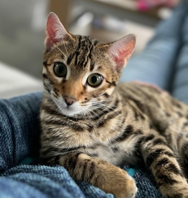 chat bengal brown né à la chatterie pardus dei près de lyon
