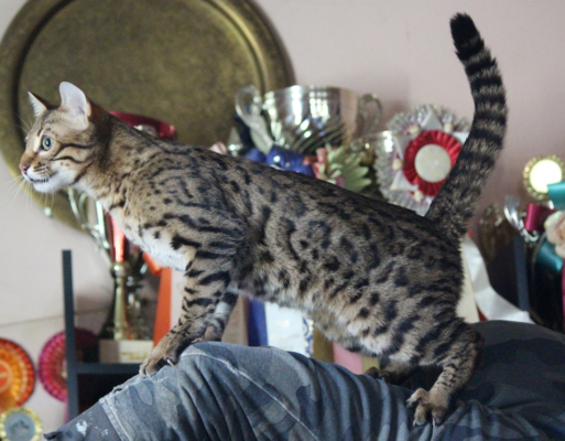 Top secret chat bengal brown de la chatterie pardus dei près de lyon devant des récompenses d'exposition