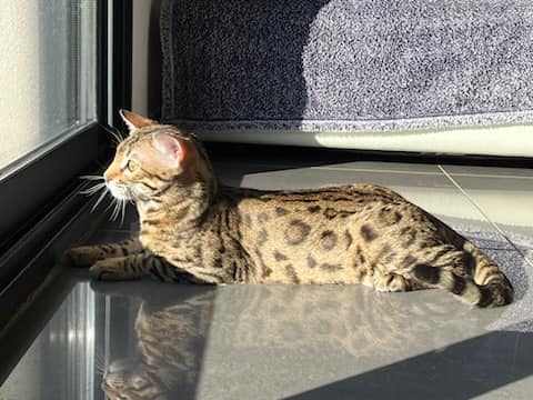 chat bengal brown issus de la chatterie pardus dei près de lyon qui regarde par une fenetre