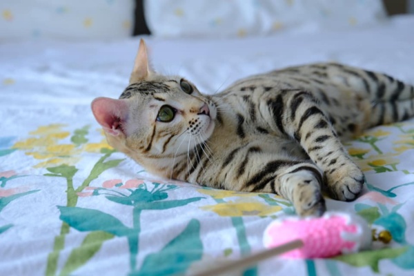 chat bengal très mignon de la chatterie pardus dei couché sur un lit