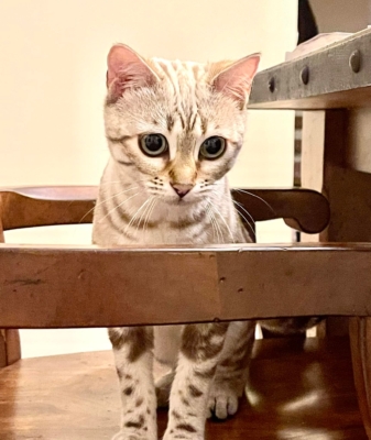 chat bengal snow marble né à la chatterie pardus dei près de lyon