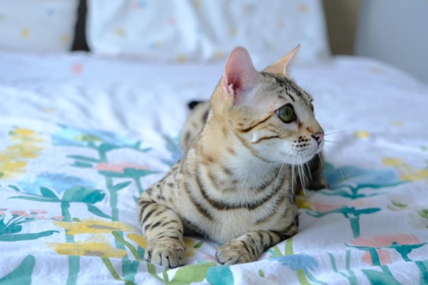 chaton bengal de l'élevage pardus dei couché sur un lit