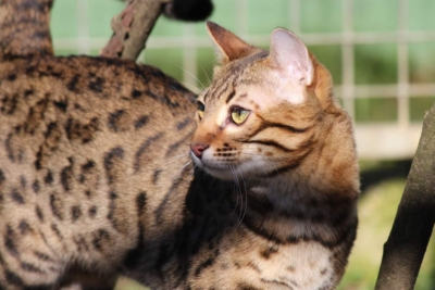 top secret chat bengal de la chattterie pardus dei près de lyon dans un arbre top secret chat bengal de la chattterie pardus dei près de lyon dans un arbre