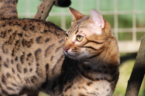 top secret chat bengal de la chattterie pardus dei près de lyon dans un arbre