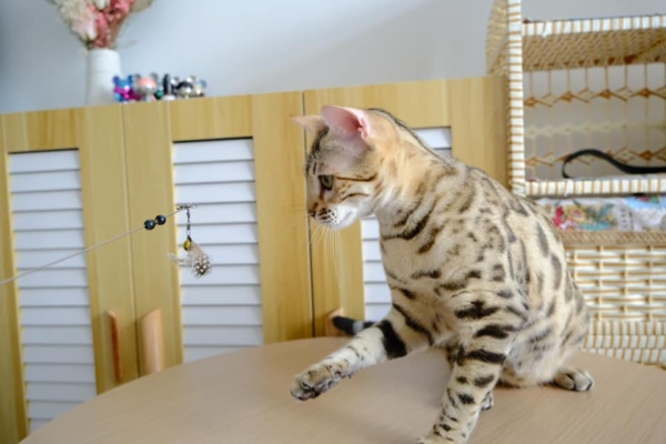 chaton bengal brown issus de l'elevage pardus dei près de lyon qui joue sur une table