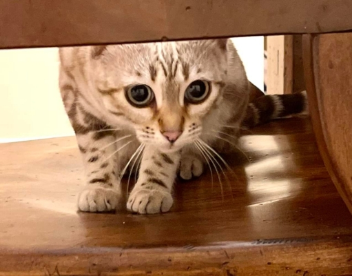 chat bengal marble avec de superbes yeux issus de la chatterie pardus dei près de lyon