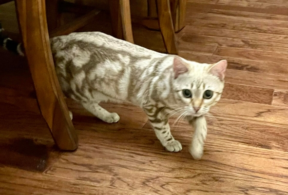 Chat bengal snow mink marble dan sun salon