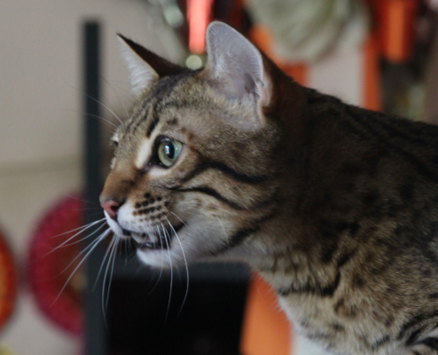 Top Secret superbe chat bengal de la chatterie pardus dei